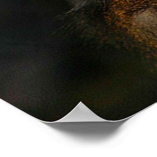 Mandrill Monkey Poster (Ecke)