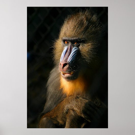 Mandrill Monkey Poster (Vorne)