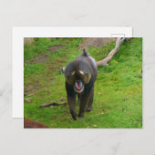 Mandrill Postcard Postkarte (Vorne/Hinten)