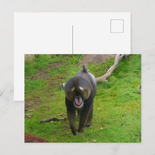 Mandrill Postcard Postkarte (Vorne/Hinten)