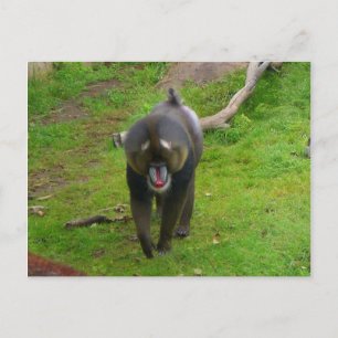 Mandrill Postcard Postkarte