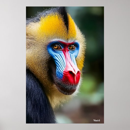 Mandrill Poster (Vorne)