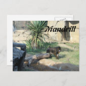 Mandrill Postkarte (Vorne/Hinten)