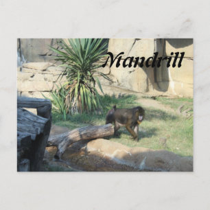 Mandrill Postkarte