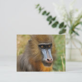 Mandrill Postkarte (Stehend Vorderseite)