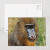 Mandrill Postkarte (Vorne/Hinten)