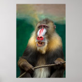 Mandrill Primat Portrait Poster (Vorne)