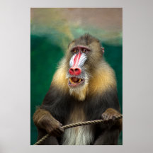 Mandrill Primat Portrait