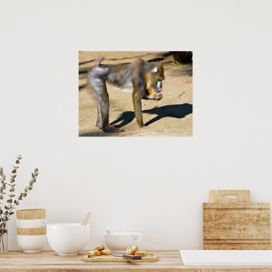 Mandrill stehend am Boden Poster (Küche)