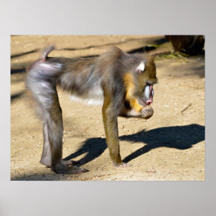 Mandrill stehend am Boden Poster