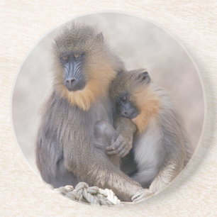 Mandrill und Young Coaster Sandstein Untersetzer
