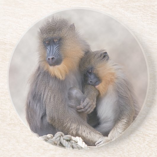 Mandrill und Young Coaster Sandstein Untersetzer (Vorne)