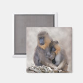 Mandrill und Young Magnet (Vorderseite/Rückseite)