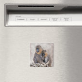 Mandrill und Young Magnet (In Situ (Geschirrspüler))