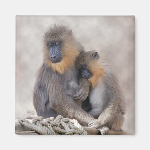Mandrill und Young Magnet