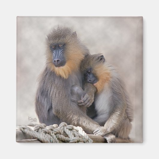 Mandrill und Young Magnet (Vorne)