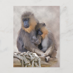 Mandrill und Young Postcard Postkarte