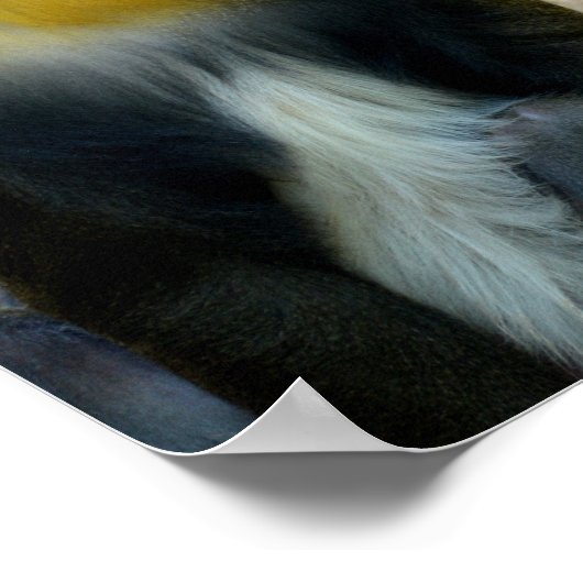 Mandrills Poster (Ecke)