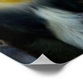 Mandrills Poster (Ecke)