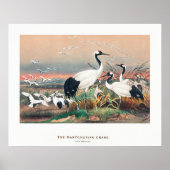 Mandschurenkranich Poster (Vorne)