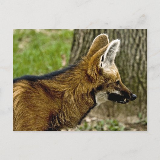 Maned Wolf 1529 Postcard Postkarte (Vorderseite)
