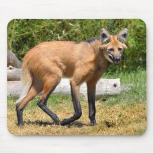 Maned Wolf auf Gras Mousepad