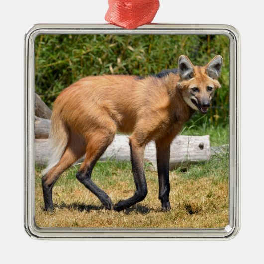 Maned Wolf auf Gras Ornament Aus Metall (Vorne)