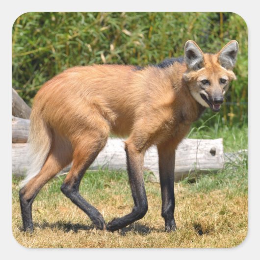 Maned Wolf auf Gras Quadratischer Aufkleber (Vorderseite)