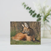 Maned Wolf Foto Postkarte (Stehend Vorderseite)