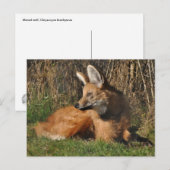 Maned Wolf Foto Postkarte (Vorne/Hinten)