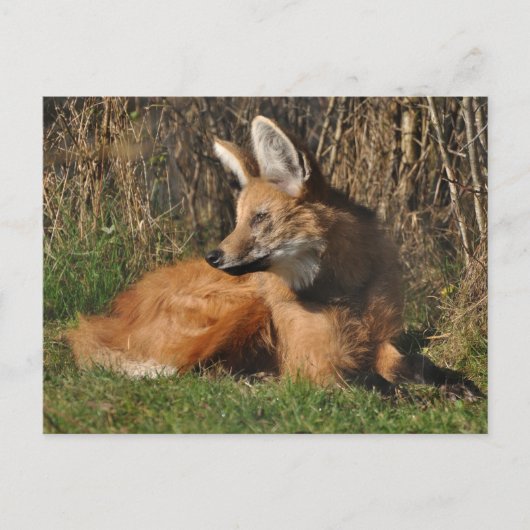 Maned Wolf Foto Postkarte (Vorderseite)