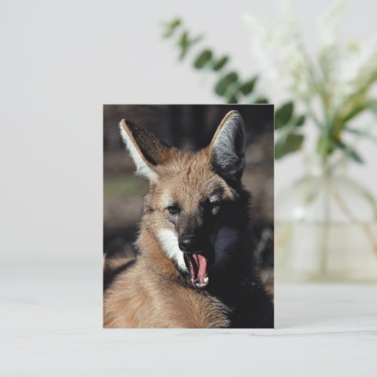 Maned Wolf gähnend Postkarte (Stehend Vorderseite)