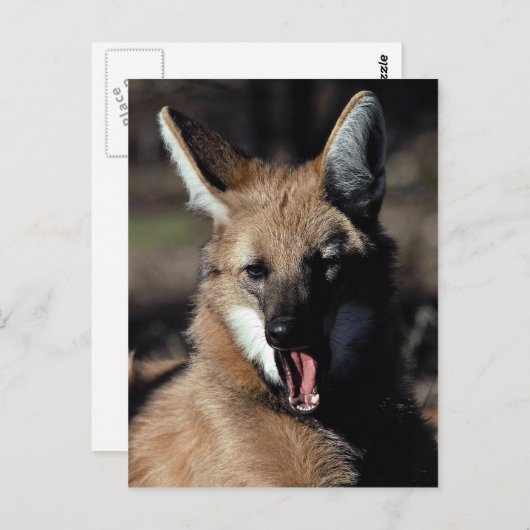 Maned Wolf gähnend Postkarte (Vorne/Hinten)