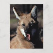 Maned Wolf gähnend Postkarte (Vorderseite)