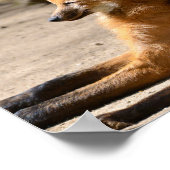 Maned Wolf liegt am Boden Poster (Ecke)