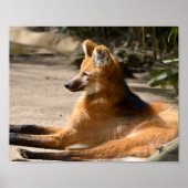 Maned Wolf liegt am Boden Poster (Vorne)
