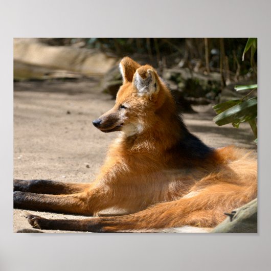 Maned Wolf liegt am Boden Poster (Vorne)