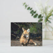 Maned Wolf liegt nieder Postkarte (Stehend Vorderseite)