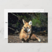 Maned Wolf liegt nieder Postkarte (Vorne/Hinten)