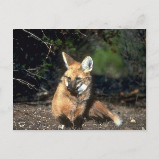 Maned Wolf liegt nieder Postkarte (Vorderseite)