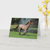 Mangalarga läuft vor dem Brunnen Karte (Gelbe Blume)