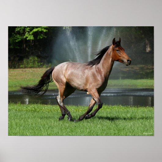 Mangalarga läuft vor dem Brunnen Poster (Vorne)