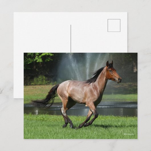 Mangalarga läuft vor dem Brunnen Postkarte (Vorne/Hinten)