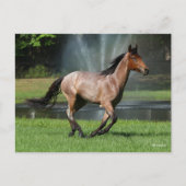 Mangalarga läuft vor dem Brunnen Postkarte (Vorderseite)
