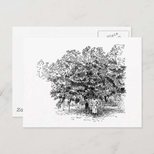 Mango Farmer Postkarte (Vorne/Hinten)