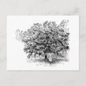 Mango Farmer Postkarte (Vorderseite)