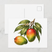 Mango-Fruchtzweig im Vintage-Stil Postkarte (Vorne/Hinten)