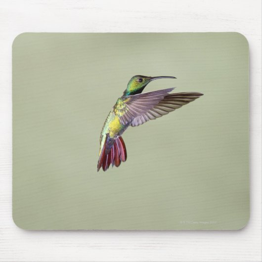 Mango Hummingbird Anthracocorax 2 Mousepad (Vorne)