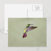 Mango Hummingbird Anthracocorax 2 Postkarte (Vorne/Hinten)
