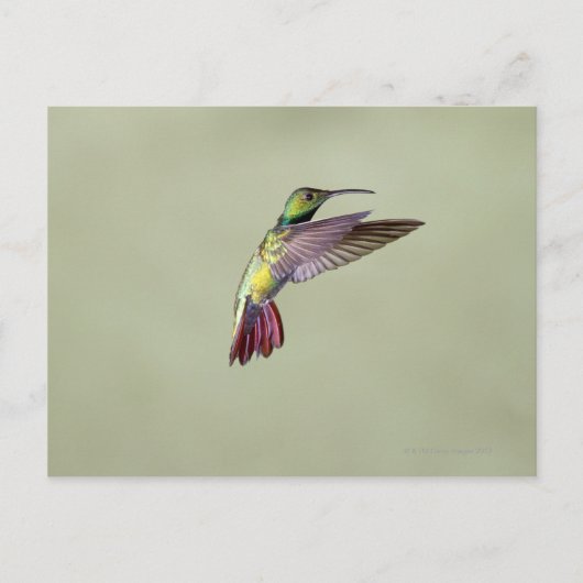 Mango Hummingbird Anthracocorax 2 Postkarte (Vorderseite)
